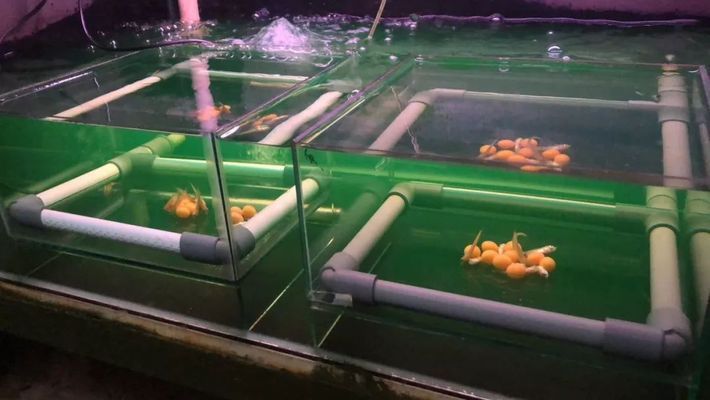 龍魚魚場，祥龍魚場的客戶評價
