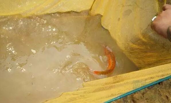 龍魚魚場，祥龍魚場的客戶評價
