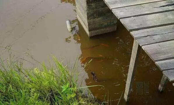 龍魚魚場，祥龍魚場的客戶評價