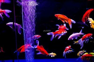 龍魚和鳳尾魚混養(yǎng)的可能性(飛鳳魚和龍魚可以一起混養(yǎng)嗎?) 龍魚百科 第3張 龍魚和鳳尾魚混養(yǎng)的可能性(飛鳳魚和龍魚可以一起混養(yǎng)嗎?) 龍魚和鳳尾魚混養(yǎng)的可能性(飛鳳魚和龍魚可以一起混養(yǎng)嗎?) 龍魚百科 第3張