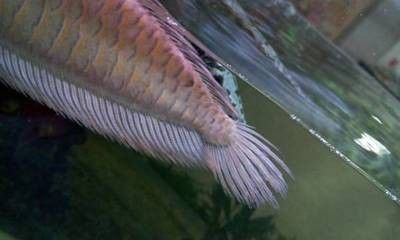 紅龍魚30公分開什么燈光好看（紅龍魚30公分開什么燈光好看呢）