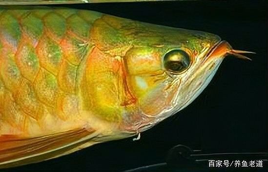 龍魚一個眼睛掉眼了 龍魚一個眼睛掉眼了 龍魚百科 第4張