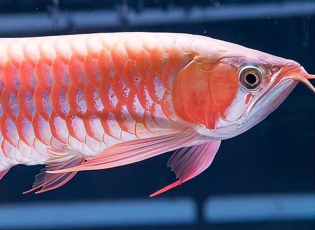 龍魚一個眼睛掉眼了 龍魚一個眼睛掉眼了 龍魚百科 第10張