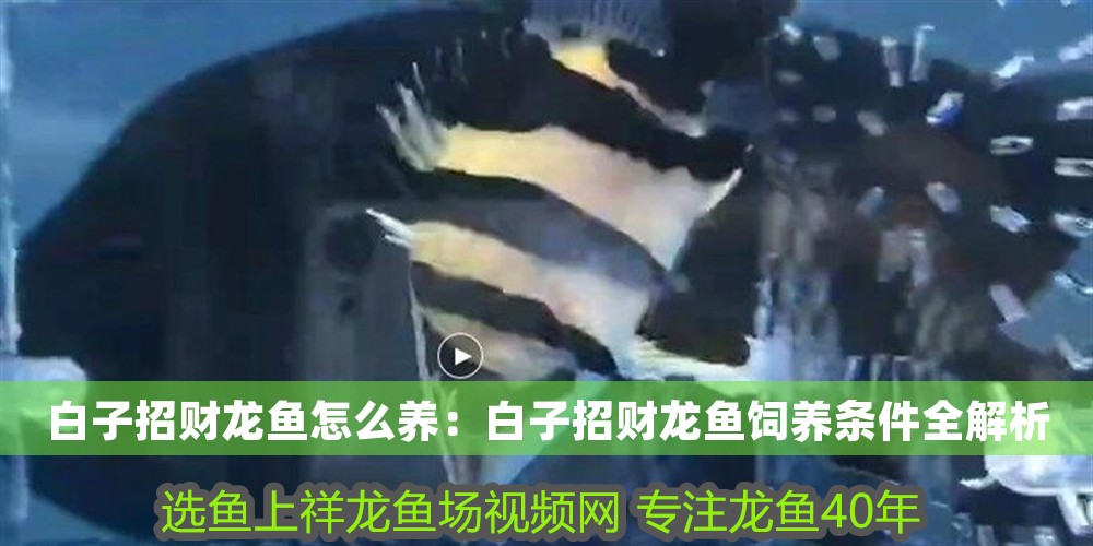白子招財龍魚怎么養：白子招財龍魚飼養條件全解析