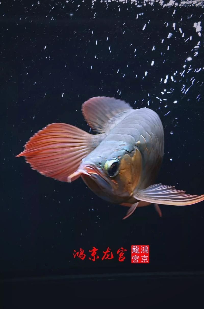 龍魚蒙眼能自愈嗎圖片大全