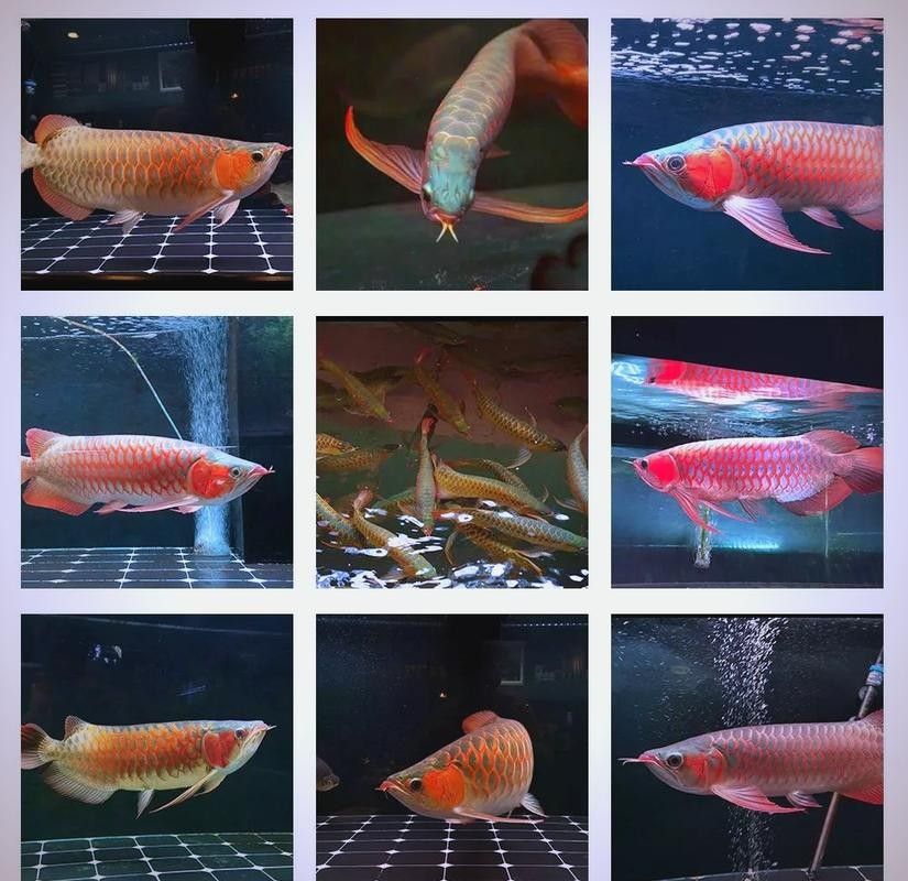 龍魚蒙眼能自愈嗎圖片大全