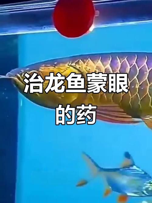 龍魚蒙眼能自愈嗎圖片大全