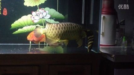 龍魚嗚嗚叫：為什么龍魚會嗚嗚的叫聲？