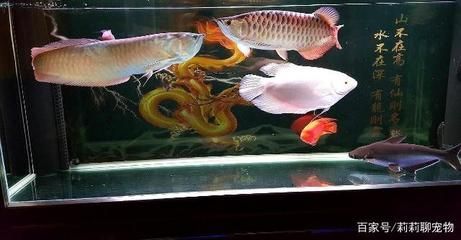 怎么挑龍魚：怎么挑選龍魚