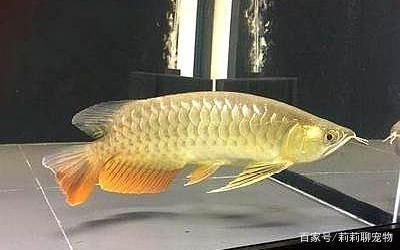 怎么挑龍魚：怎么挑選龍魚