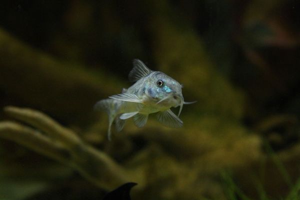 紅龍魚身上長白點（紅龍魚水霉病的自然療法，紅龍魚適宜水溫控制技巧，紅龍魚打粉病的急救方法） 紅龍魚身上長白點（紅龍魚水霉病的自然療法，紅龍魚適宜水溫控制技巧，紅龍魚打粉病的急救方法） 龍魚百科 第4張