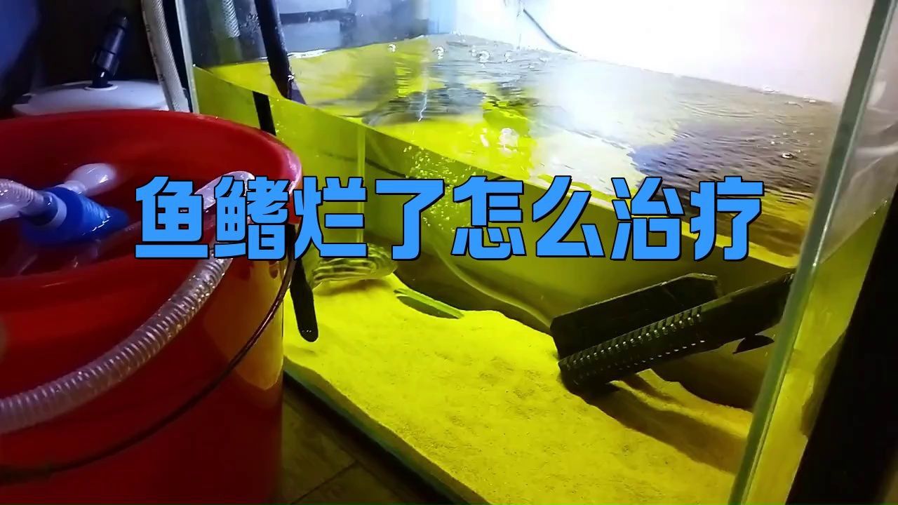 龍魚腹部腫脹需要隔離嗎？