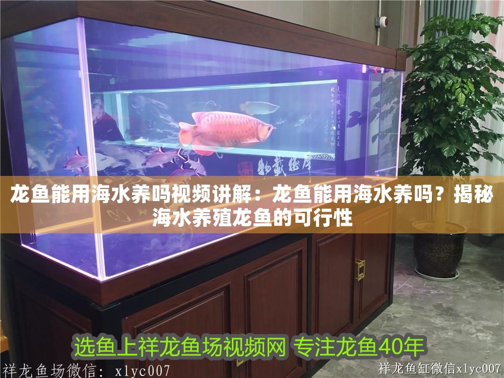 龍魚能用海水養(yǎng)嗎視頻講解：龍魚能用海水養(yǎng)嗎？揭秘海水養(yǎng)殖龍魚的可行性