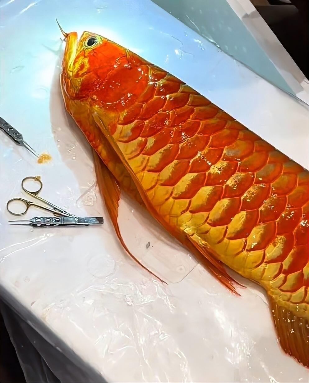 龍魚賣多少錢一條