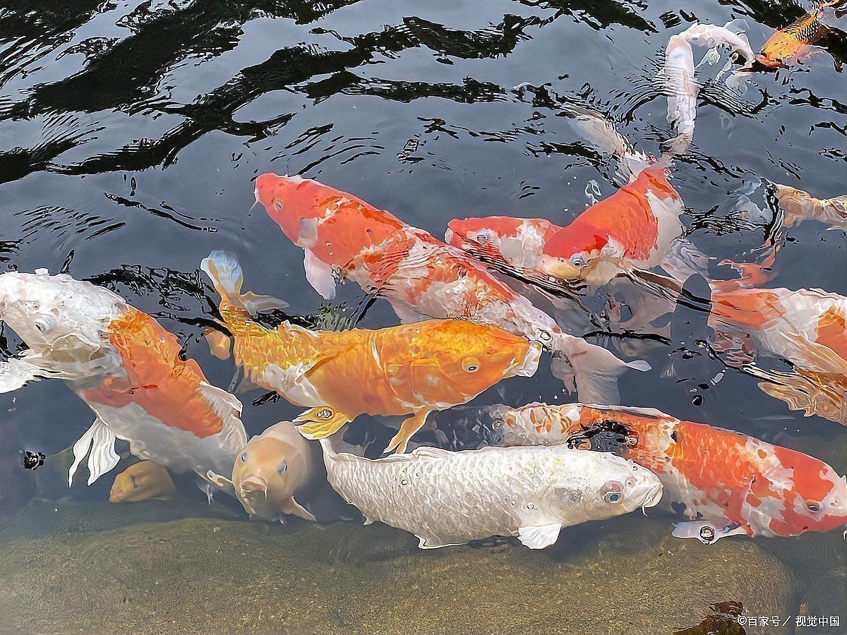 錦鯉跟啥魚一起養最好