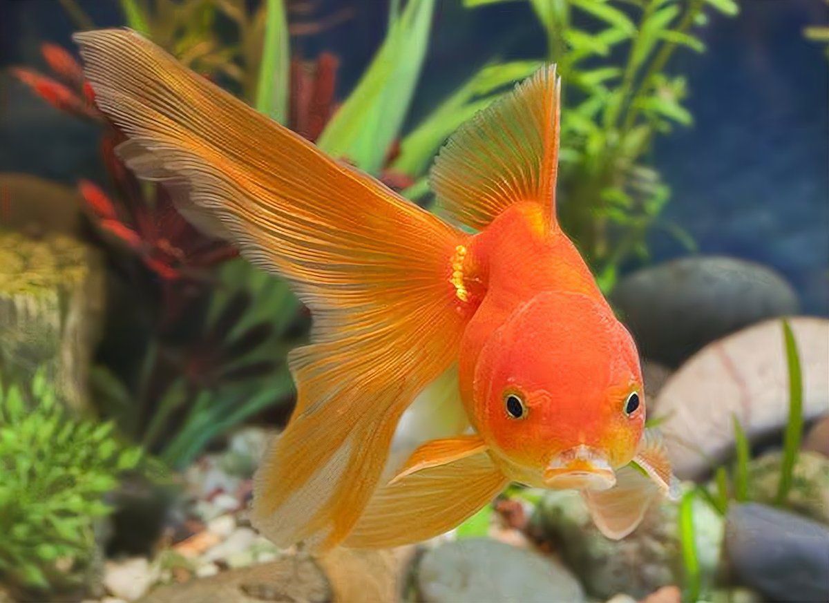 錦鯉跟啥魚一起養最好