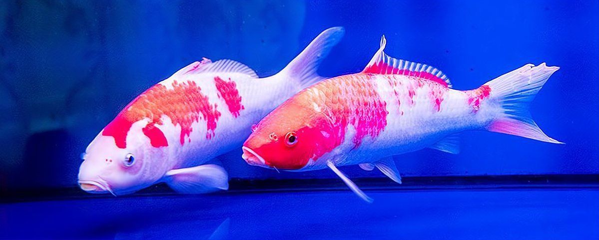 錦鯉跟啥魚一起養最好