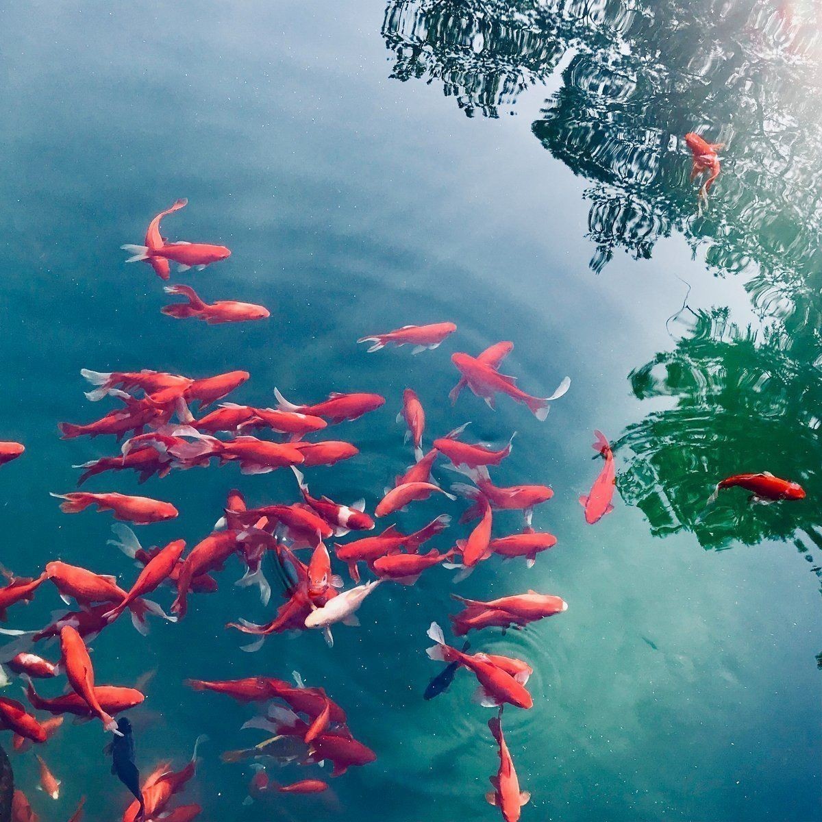 錦鯉跟啥魚一起養最好