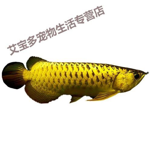紅龍魚怎么賣的