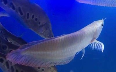 銀龍魚下嘴唇高于上嘴唇（銀龍魚下嘴唇高于上嘴唇的相關信息）
