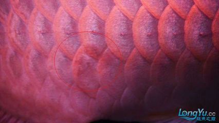 龍魚鱗片充血紅腫立鱗：龍魚鱗片充血紅腫立鱗原因和處理方法是非常重要的