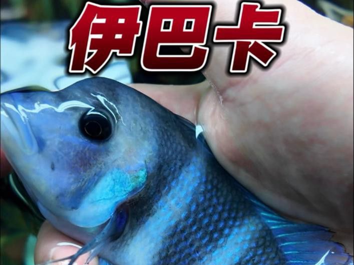 有哪些魚適合與龍魚混養? 龍魚百科 第3張 有哪些魚適合與龍魚混養? 有哪些魚適合與龍魚混養? 龍魚百科 第3張