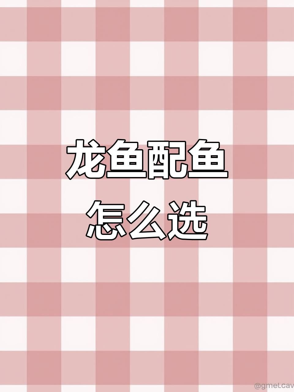 有哪些魚適合與龍魚混養? 龍魚百科 第6張 有哪些魚適合與龍魚混養? 有哪些魚適合與龍魚混養? 龍魚百科 第6張