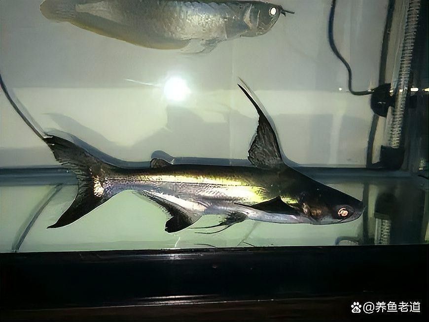 有哪些魚適合與龍魚混養？ 有哪些魚適合與龍魚混養？ 龍魚百科 第7張
