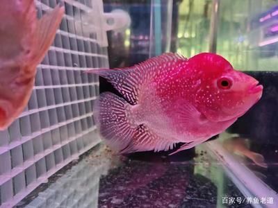 被壓養的龍魚很難調理