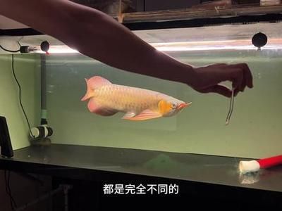 被壓養的龍魚很難調理