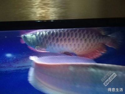 藍底金龍魚發色需要多長時間完成：藍底金龍魚發色需要多長時間？