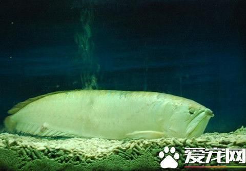 龍魚水質不適應是怎么表現：龍魚水質不適應的癥狀