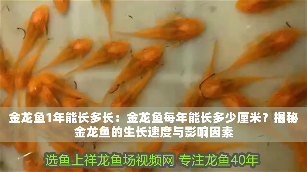 金龍魚1年能長多長：金龍魚每年能長多少厘米？揭秘金龍魚的生長速度與影響因素