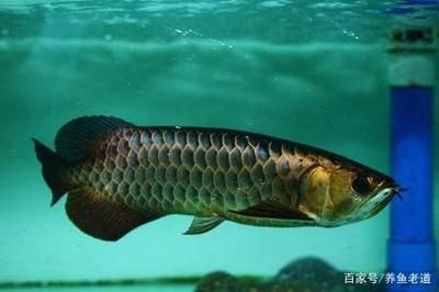 裝龍魚的袋子通常稱為龍魚打包袋或者護魚袋專門用于運輸：為什么魚販子裝魚都會用黑塑料袋來裝，看完漲知識了！