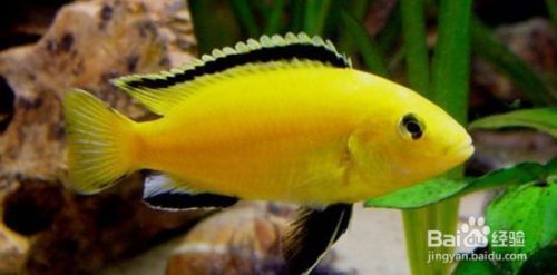 如何選擇適合混養(yǎng)的魚(yú)種：混養(yǎng)魚(yú)種的注意事項(xiàng) 如何選擇適合混養(yǎng)的魚(yú)種：混養(yǎng)魚(yú)種的注意事項(xiàng) 龍魚(yú)百科 第4張