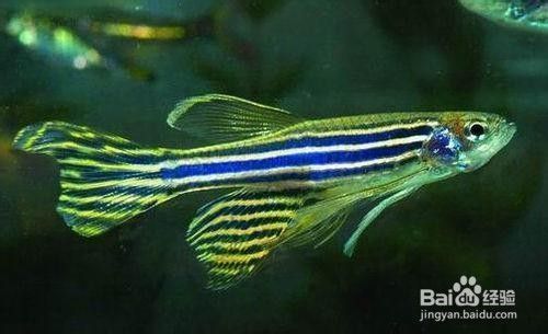 如何選擇適合混養(yǎng)的魚(yú)種：混養(yǎng)魚(yú)種的注意事項(xiàng) 如何選擇適合混養(yǎng)的魚(yú)種：混養(yǎng)魚(yú)種的注意事項(xiàng) 龍魚(yú)百科 第6張