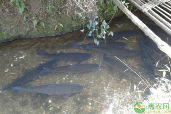 龍魚喂飼料好消化嗎為什么呢：龍魚喂飼料是否易消化