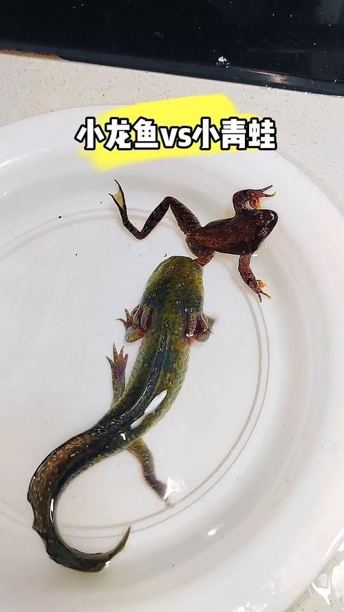 能否分享一些小龍魚的行為照片？