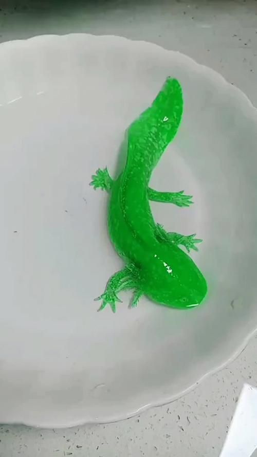 能否分享一些小龍魚的行為照片？