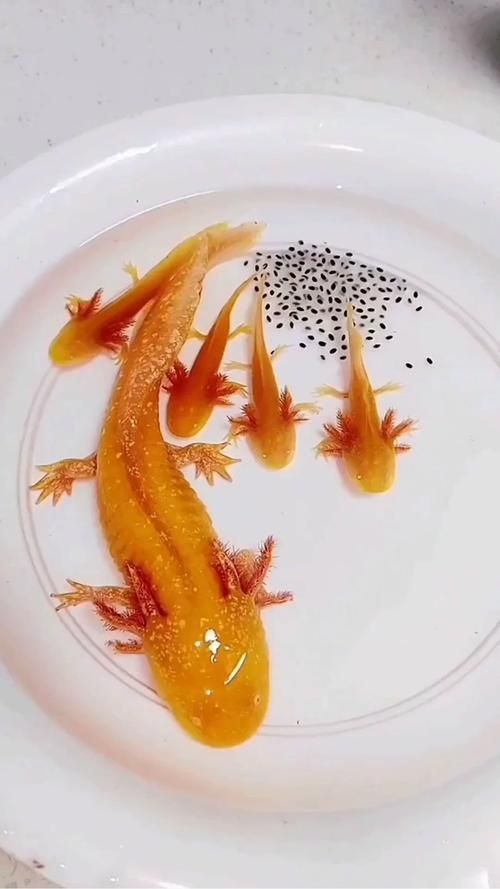 能否分享一些小龍魚的行為照片？