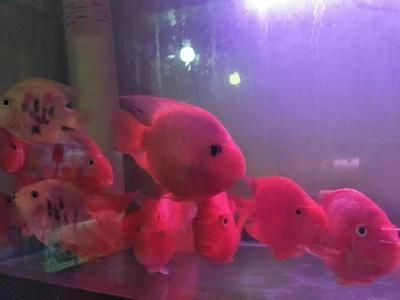 銀龍魚怕什么顏色（關于銀龍魚對不同顏色反應的詳細解釋）