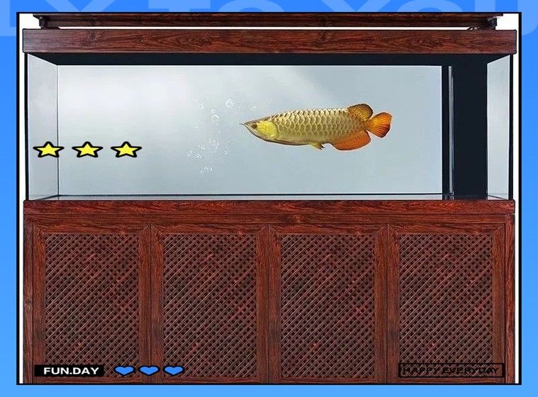龍魚虎魚圖片大全欣賞