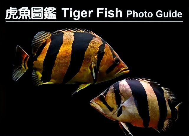 龍魚虎魚圖片大全欣賞