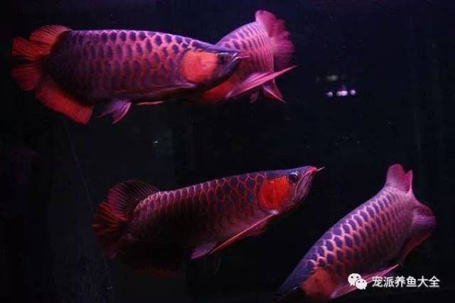 龍魚虎魚圖片大全欣賞