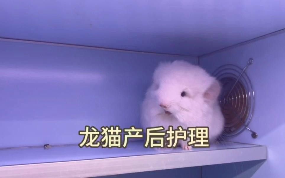 龍魚人工飼料 品牌排名第幾：龍魚人工飼料品牌排名