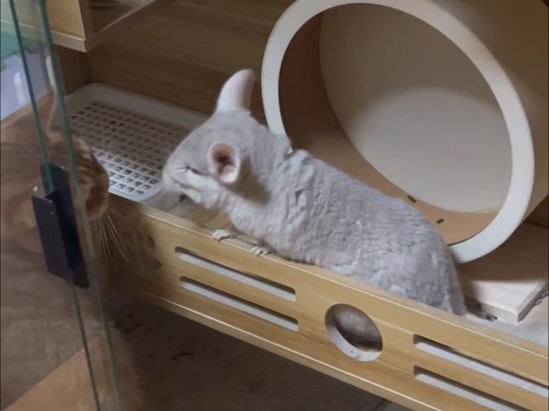 龍魚人工飼料 品牌排名第幾：龍魚人工飼料品牌排名