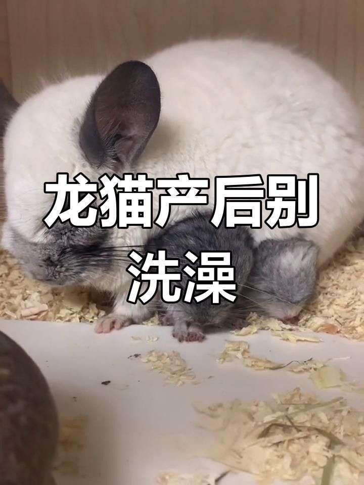 龍魚人工飼料 品牌排名第幾：龍魚人工飼料品牌排名