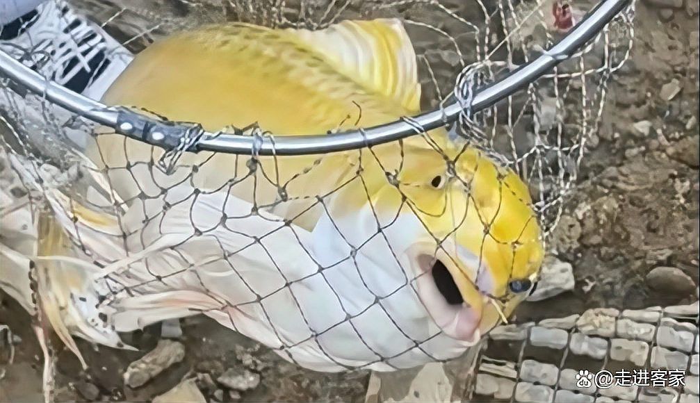 金龍魚的視頻中能出現人嗎？