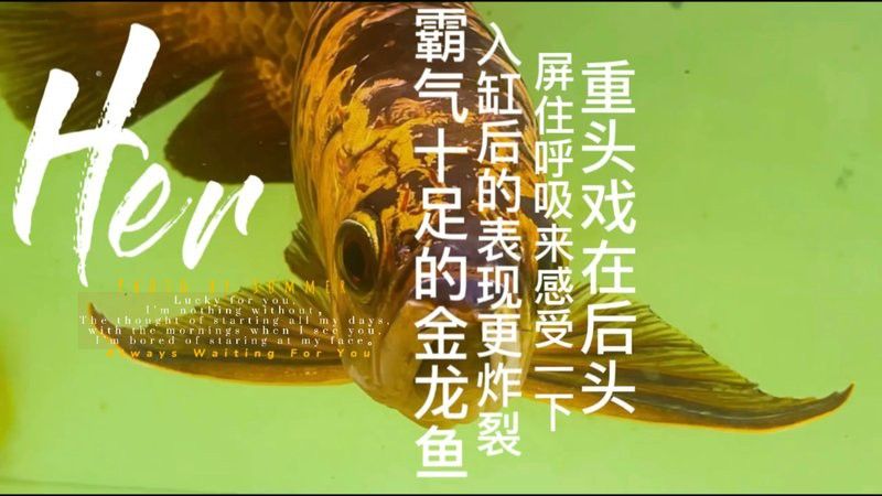 金龍魚的視頻中能出現人嗎？