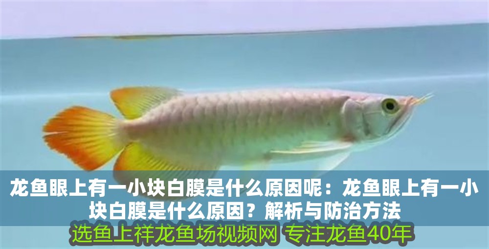 龍魚眼上有一小塊白膜是什么原因呢：龍魚眼上有一小塊白膜是什么原因？解析與防治方法